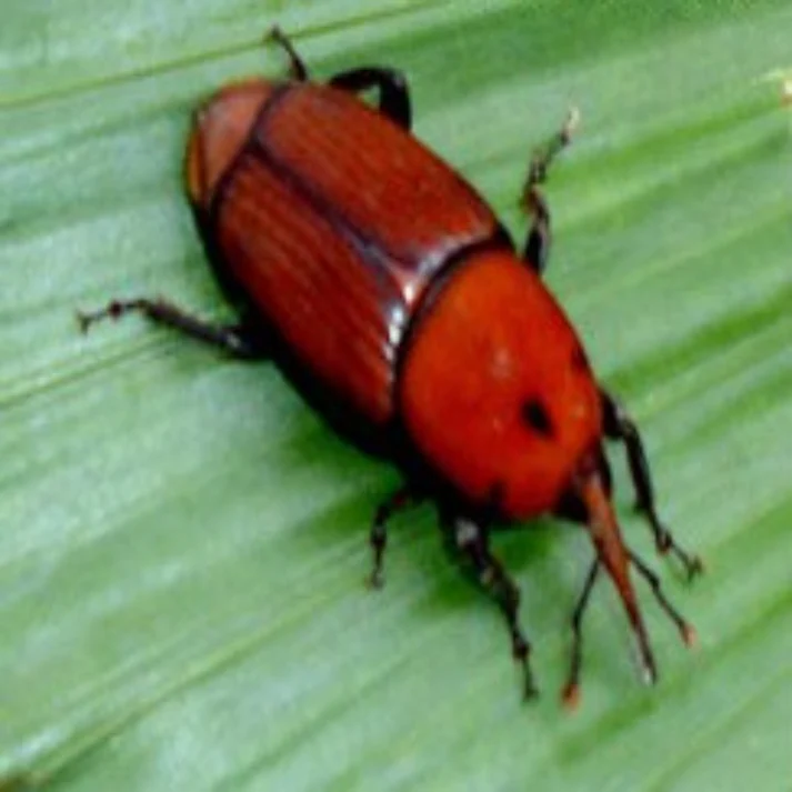 FARM RPW LURE + BucketTrap