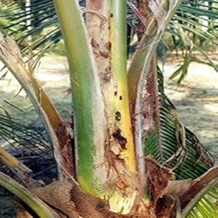 FARM RPW LURE + BucketTrap