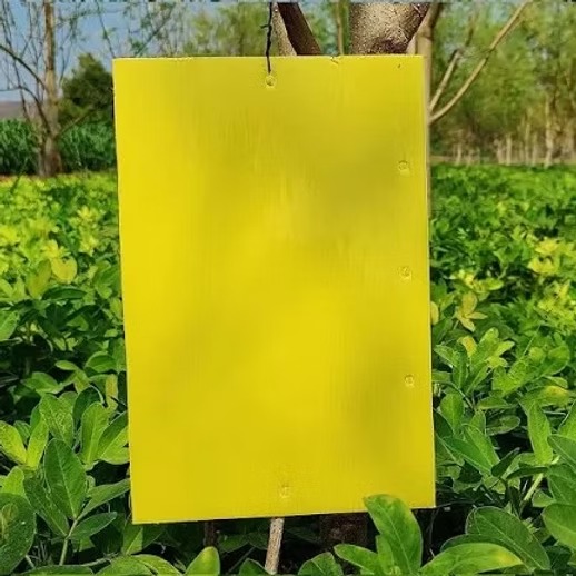 Farm Yellow Sticky Trap