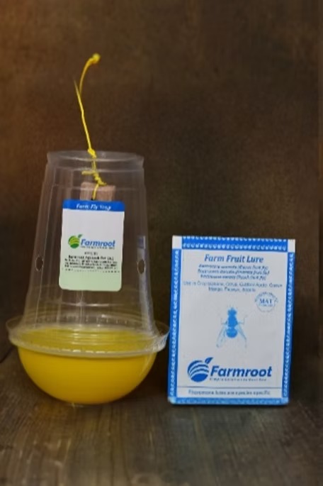 Fruit fly trap and lure