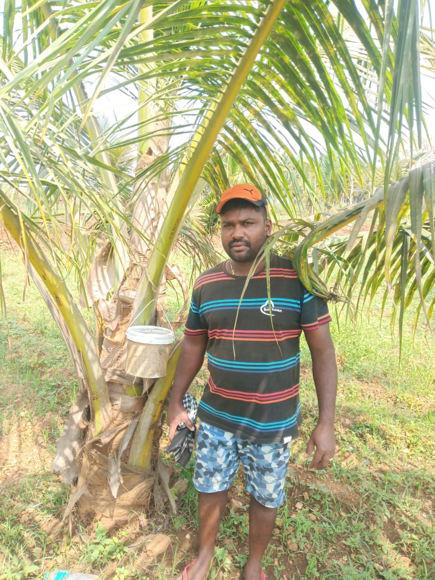 Farm RPW(Red palm weevil) Lure