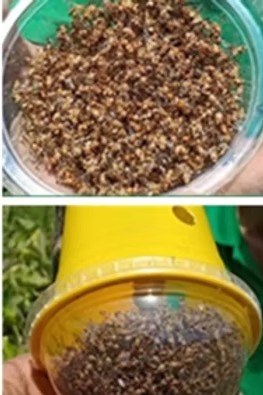 Fruit fly trap and lure