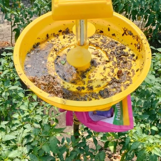 Farm Mini Solar Trap