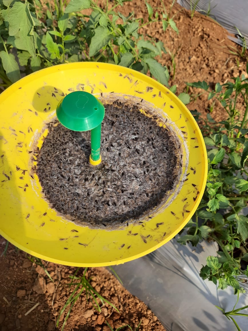 Farm Toom Lure + Water trap