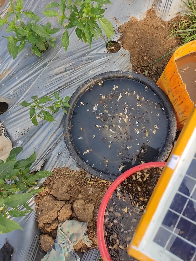 Farm Solar Insect  Trap