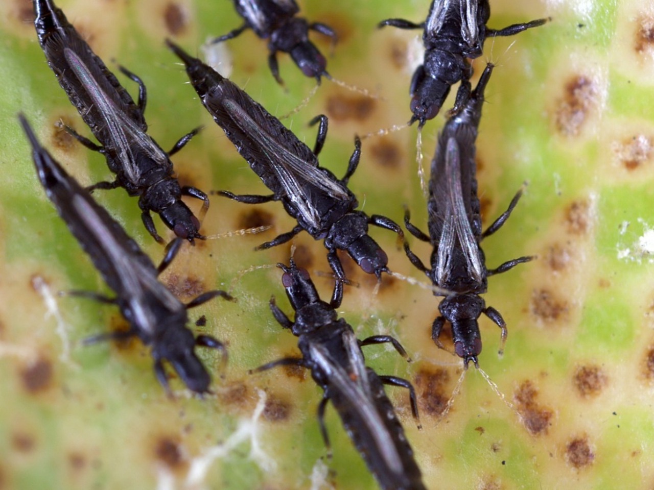Controlling Western Black Thrips Naturally with Vermiwash