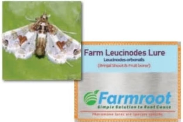 Farm Leucinode (Brinjal)Lure