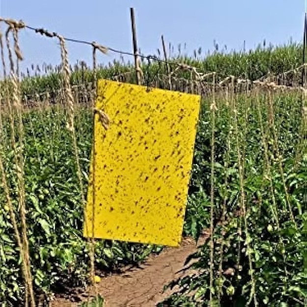 Farm Yellow Sticky Trap